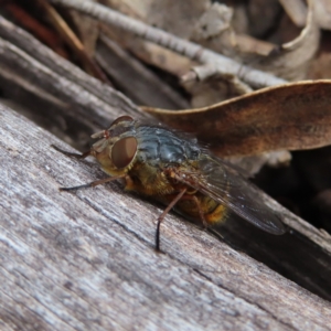 Calliphora stygia at Bombay, NSW - 13 Oct 2023