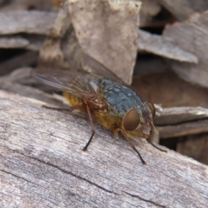 Calliphora stygia at Bombay, NSW - 13 Oct 2023