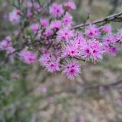 Kunzea parvifolia (Violet Kunzea) at Mount Mugga Mugga - 13 Oct 2023 by WalkYonder