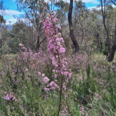 Kunzea parvifolia at O'Malley, ACT - 13 Oct 2023