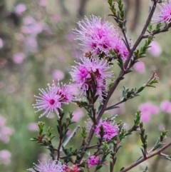 Kunzea parvifolia at O'Malley, ACT - 13 Oct 2023 01:52 PM