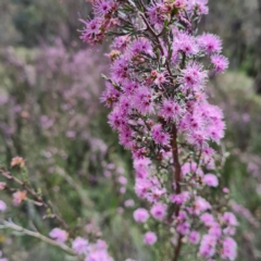 Kunzea parvifolia at O'Malley, ACT - 13 Oct 2023