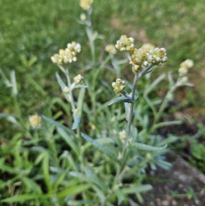 Pseudognaphalium luteoalbum (Jersey Cudweed) at Braidwood, NSW - 13 Oct 2023 by MatthewFrawley