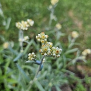 Pseudognaphalium luteoalbum at Braidwood, NSW - 13 Oct 2023