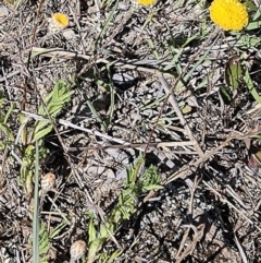 Leptorhynchos squamatus subsp. squamatus (Scaly Buttons) at The Pinnacle - 11 Oct 2023 by sangio7