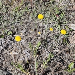 Leptorhynchos squamatus subsp. squamatus at Belconnen, ACT - 12 Oct 2023