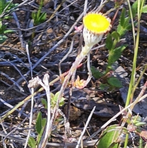 Leptorhynchos squamatus subsp. squamatus at Belconnen, ACT - 12 Oct 2023