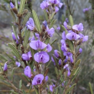 Hovea asperifolia subsp. asperifolia at Cooleman, NSW - 26 Sep 2023 03:04 PM