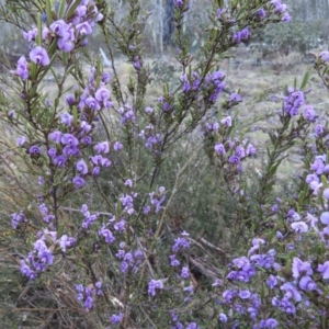 Hovea asperifolia subsp. asperifolia at Cooleman, NSW - 26 Sep 2023