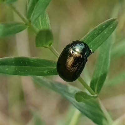 Chrysolina quadrigemina (Greater St Johns Wort beetle) at Mount Mugga Mugga - 12 Oct 2023 by WalkYonder