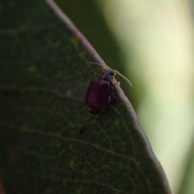 Alticini (tribe) (Unidentified flea beetle) at Murrumbateman, NSW - 7 Oct 2023 by SimoneC