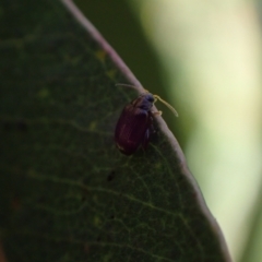 Alticini (tribe) (Unidentified flea beetle) at Murrumbateman, NSW - 7 Oct 2023 by SimoneC