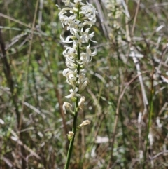 Stackhousia monogyna (Creamy Candles) at Belconnen, ACT - 12 Oct 2023 by sangio7