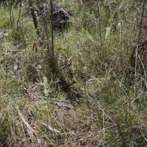 Stackhousia monogyna at Belconnen, ACT - 12 Oct 2023