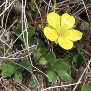 Ranunculus graniticola at Bimberi, NSW - 27 Sep 2023