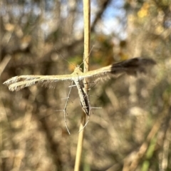 Megalorhipida leucodactyla (Spiderling Moth) at Ainslie, ACT - 27 Sep 2023 by Pirom