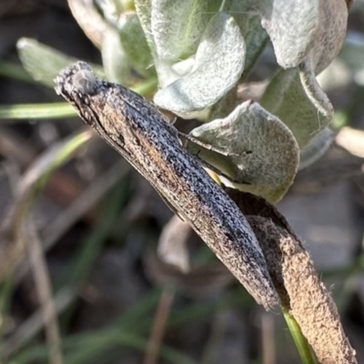 Phycitinae (subfamily) (A snout moth) at Mount Ainslie - 27 Sep 2023 by Pirom