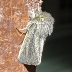 Bathytricha aethalion (Forest Maned Moth) at Ainslie, ACT - 1 Oct 2023 by Pirom