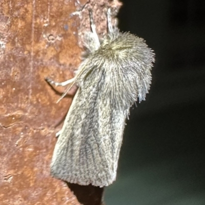 Bathytricha aethalion (Forest Maned Moth) at Ainslie, ACT - 1 Oct 2023 by Pirom
