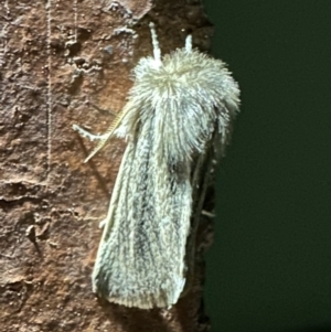 Bathytricha aethalion at Ainslie, ACT - 1 Oct 2023 10:06 PM