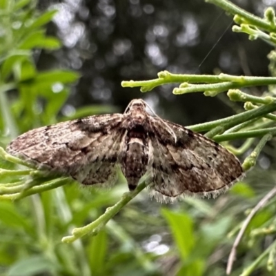 Chloroclystis approximata (Plumed or Cherry Looper) at Ainslie, ACT - 4 Oct 2023 by Pirom