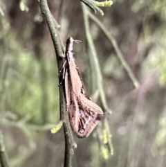 Thema macroscia (A concealer moth) at Mount Ainslie - 4 Oct 2023 by Pirom