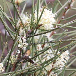 Hakea microcarpa at Greenway, ACT - 13 Oct 2023