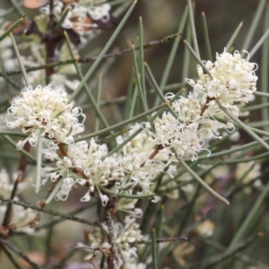 Hakea microcarpa at Greenway, ACT - 13 Oct 2023 12:50 PM