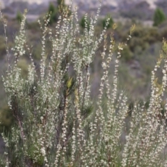 Hakea microcarpa at Greenway, ACT - 13 Oct 2023