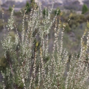 Hakea microcarpa at Greenway, ACT - 13 Oct 2023