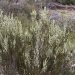 Hakea microcarpa at Greenway, ACT - 13 Oct 2023 12:50 PM