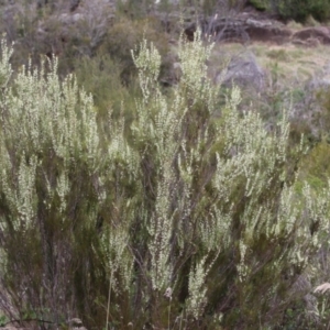 Hakea microcarpa at Greenway, ACT - 13 Oct 2023