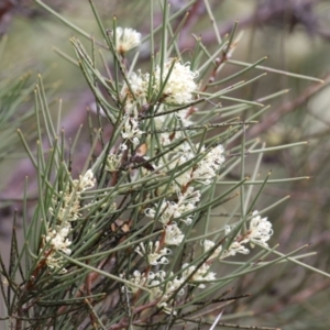 Hakea microcarpa at Greenway, ACT - 13 Oct 2023 12:50 PM