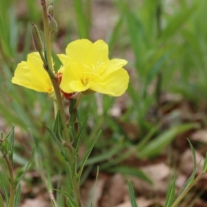 Oenothera stricta subsp. stricta at Greenway, ACT - 13 Oct 2023 12:48 PM