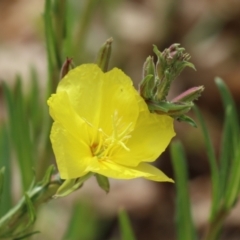 Oenothera stricta subsp. stricta at Greenway, ACT - 13 Oct 2023