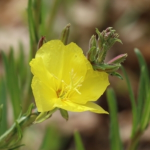 Oenothera stricta subsp. stricta at Greenway, ACT - 13 Oct 2023