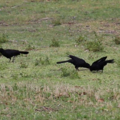 Corcorax melanorhamphos (White-winged Chough) at Greenway, ACT - 13 Oct 2023 by RodDeb