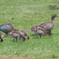 Chenonetta jubata (Australian Wood Duck) at Greenway, ACT - 13 Oct 2023 by RodDeb