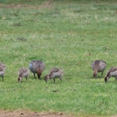 Chenonetta jubata at Greenway, ACT - 13 Oct 2023 12:35 PM