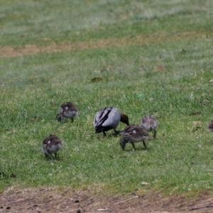 Chenonetta jubata at Greenway, ACT - 13 Oct 2023 12:35 PM