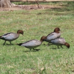 Chenonetta jubata at Greenway, ACT - 13 Oct 2023