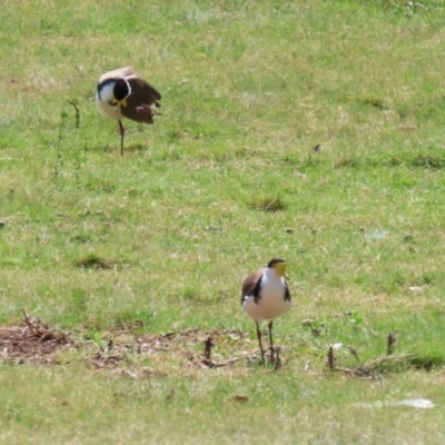 Vanellus miles (Masked Lapwing) at Greenway, ACT - 13 Oct 2023 by RodDeb