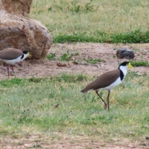 Vanellus miles at Greenway, ACT - 13 Oct 2023