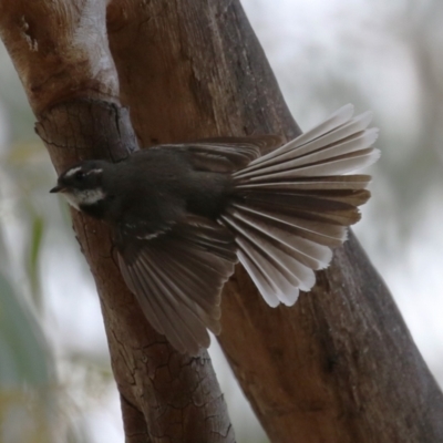 Rhipidura albiscapa (Grey Fantail) at Pine Island to Point Hut - 13 Oct 2023 by RodDeb