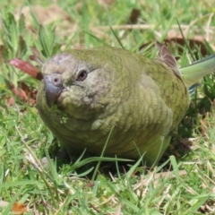 Psephotus haematonotus (Red-rumped Parrot) at Greenway, ACT - 13 Oct 2023 by RodDeb