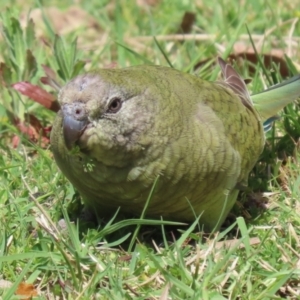 Psephotus haematonotus at Greenway, ACT - 13 Oct 2023