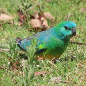 Psephotus haematonotus at Greenway, ACT - 13 Oct 2023