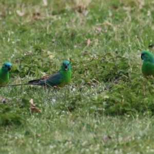 Psephotus haematonotus at Greenway, ACT - 13 Oct 2023