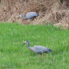 Egretta novaehollandiae (White-faced Heron) at Greenway, ACT - 13 Oct 2023 by RodDeb