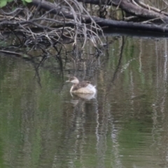 Poliocephalus poliocephalus (Hoary-headed Grebe) at Greenway, ACT - 13 Oct 2023 by RodDeb